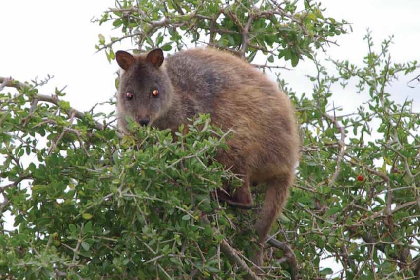 Pademelon sits in a thorny tree and looks down.
