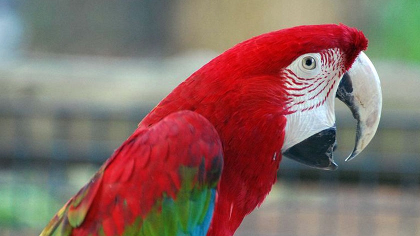 A green-winger macaw