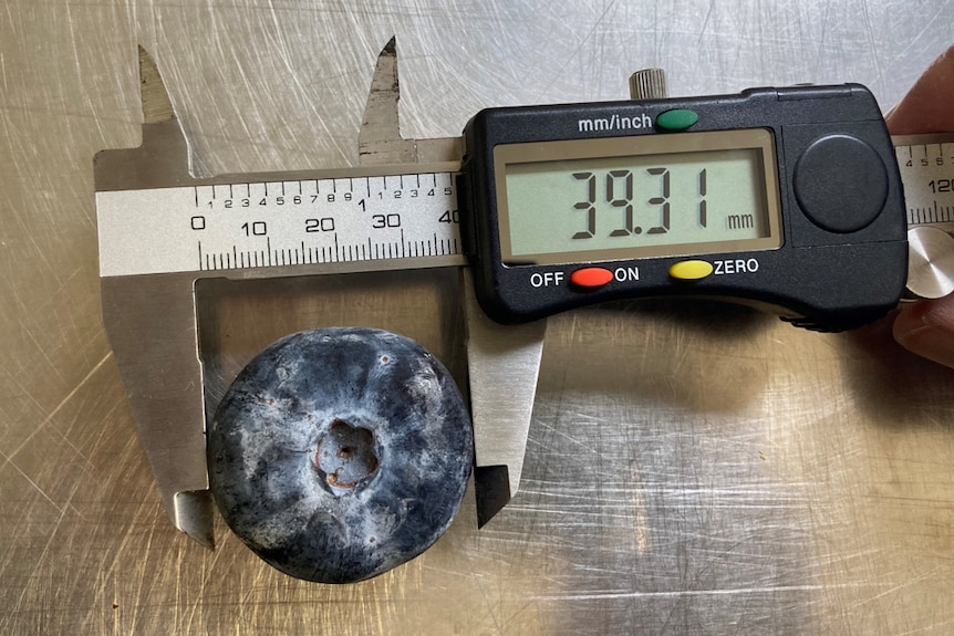 record breaking blueberry inside calipers reading measurement of 39.31 millimetres 