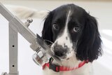 Medical detection dog sniffing a sample