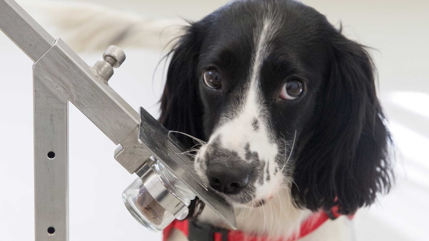 Medical detection dog sniffing a sample