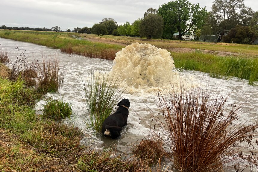 Water spurting out of the middle of the creek while a dog watches on.