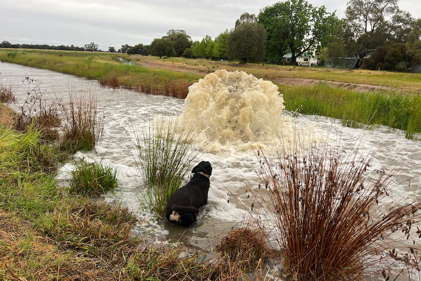 Water spurting out of the middle of the creek while a dog watches on.