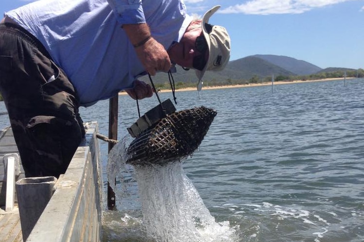 A man leans off the edge of the boat pulling up an oyster bag.