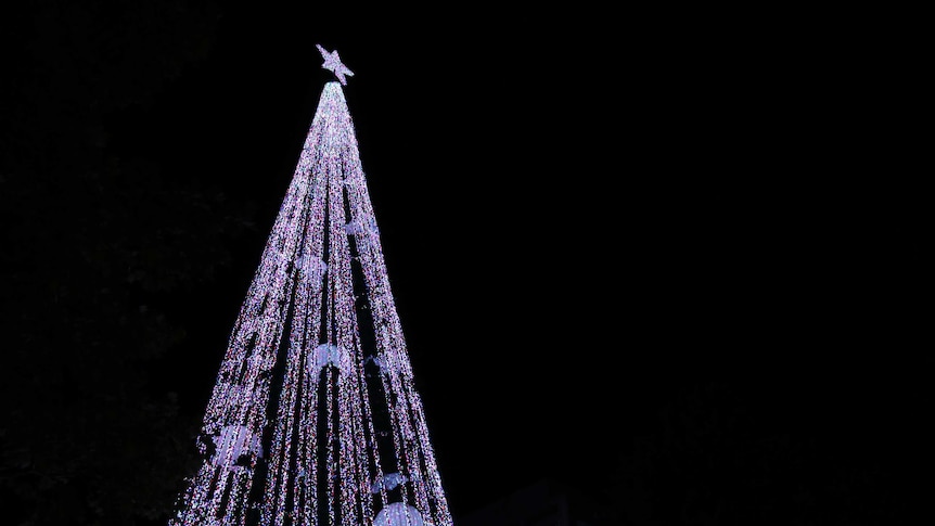 The record-breaking Christmas tree lights up for the first time in Civic.