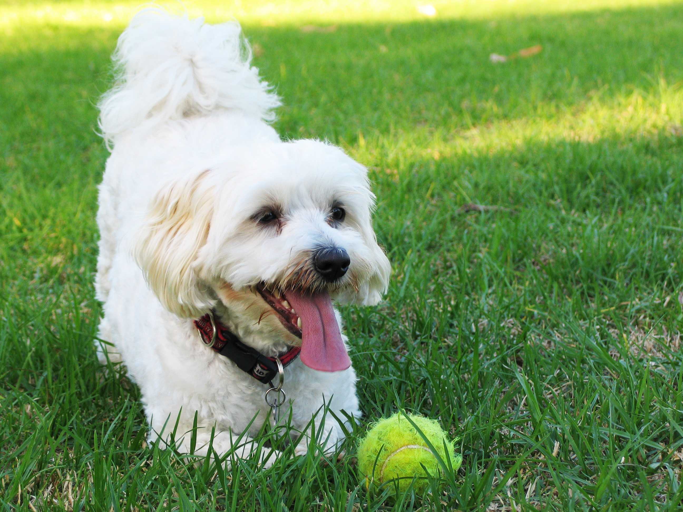 Knowing When To Put Down Your Dog Abc Life