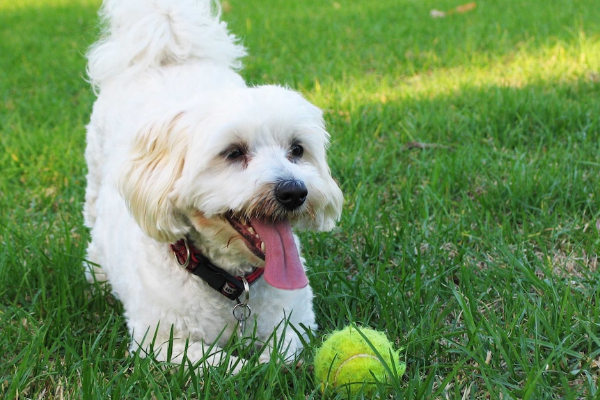 A dog lies down with a tennis ball in a grassy field depicting how difficult it is to euthanise a pet dog.