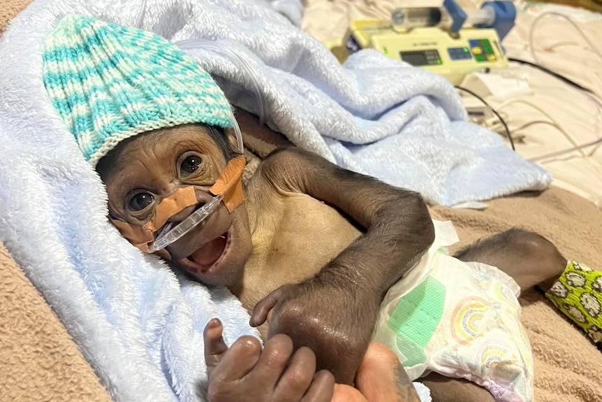 a gorilla baby lies in a bed covered in medical tubes