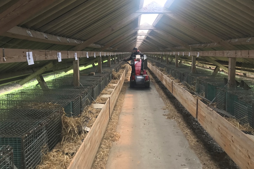 A shed with cages empty of animals being cleaned 