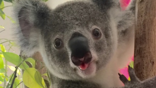 Orphaned koala Thurston released back into the wild at Koala Crossing