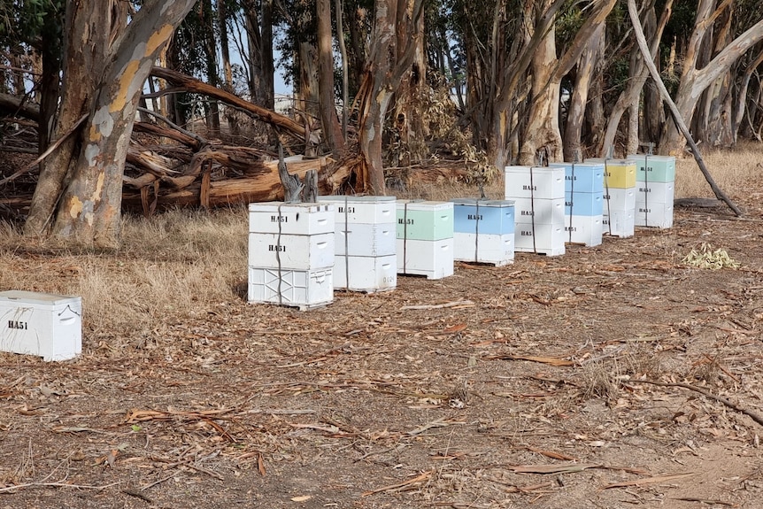 a row of beehives in nature