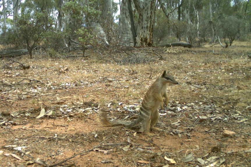 A wide shot of a numbat standing upright on the ground in bushland.
