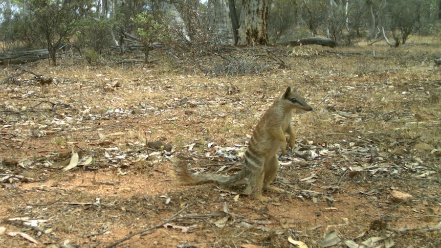 A wide shot of a numbat standing upright on the ground in bushland.