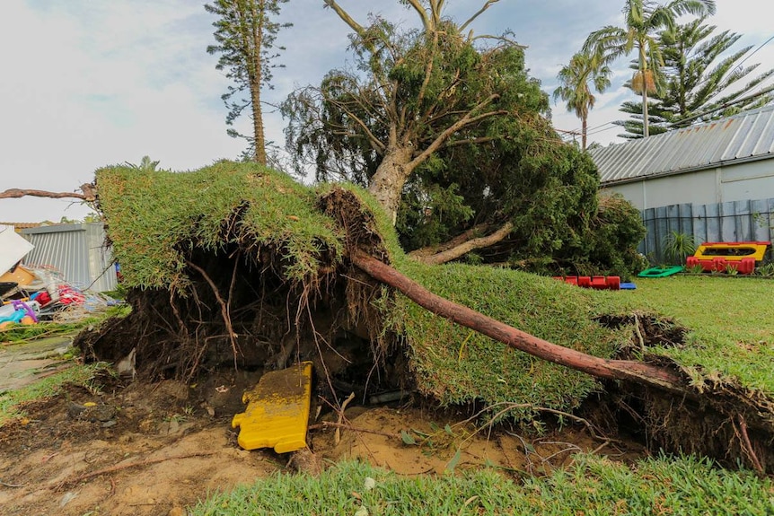 Tree damaged during storm