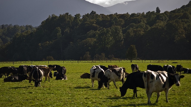 Dairy cows graze on green pastures beneath New Zealand's mountains