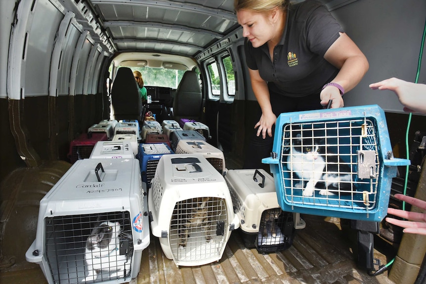 A person loads cats in cages into a van for evacuation.