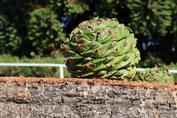 Pine cone from the Bunya tree