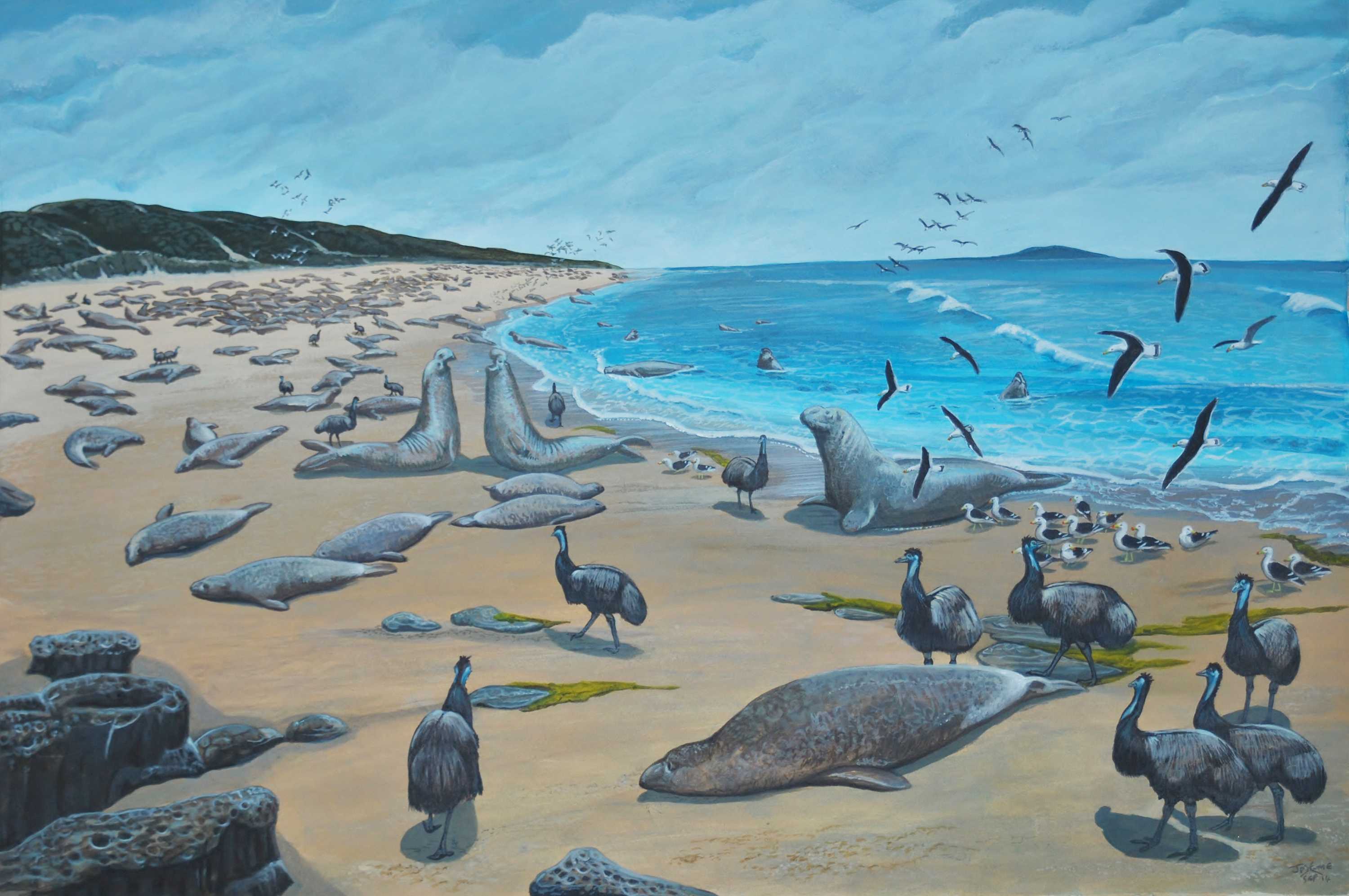 A rare dwarf emu egg has been found on King Island