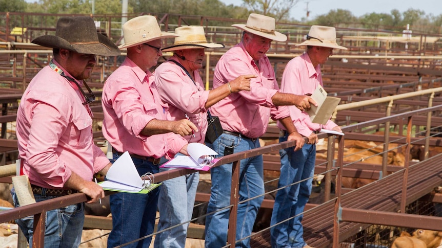 Saleyard Auctioneers taking bids from graziers at the first sale in Longreach in five years