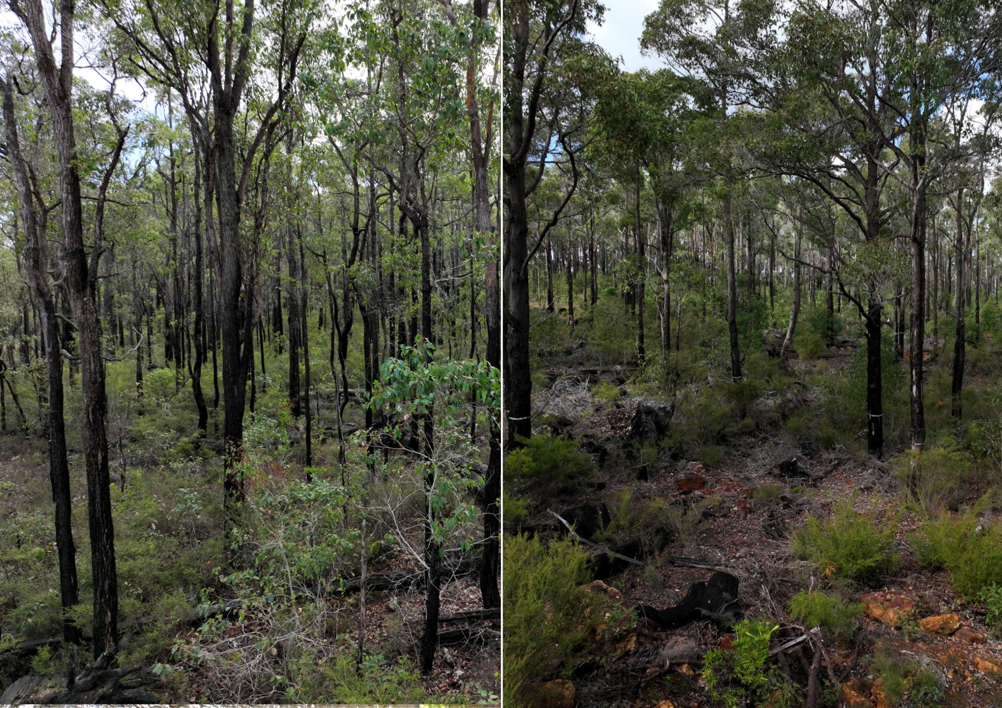 Compare forests