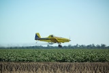 A crop-dusting plane flies low over a cotton crop, spraying defoliant
