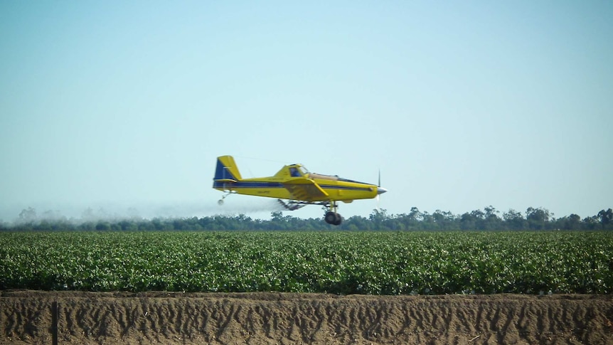 A crop-dusting plane flies low over a cotton crop, spraying defoliant