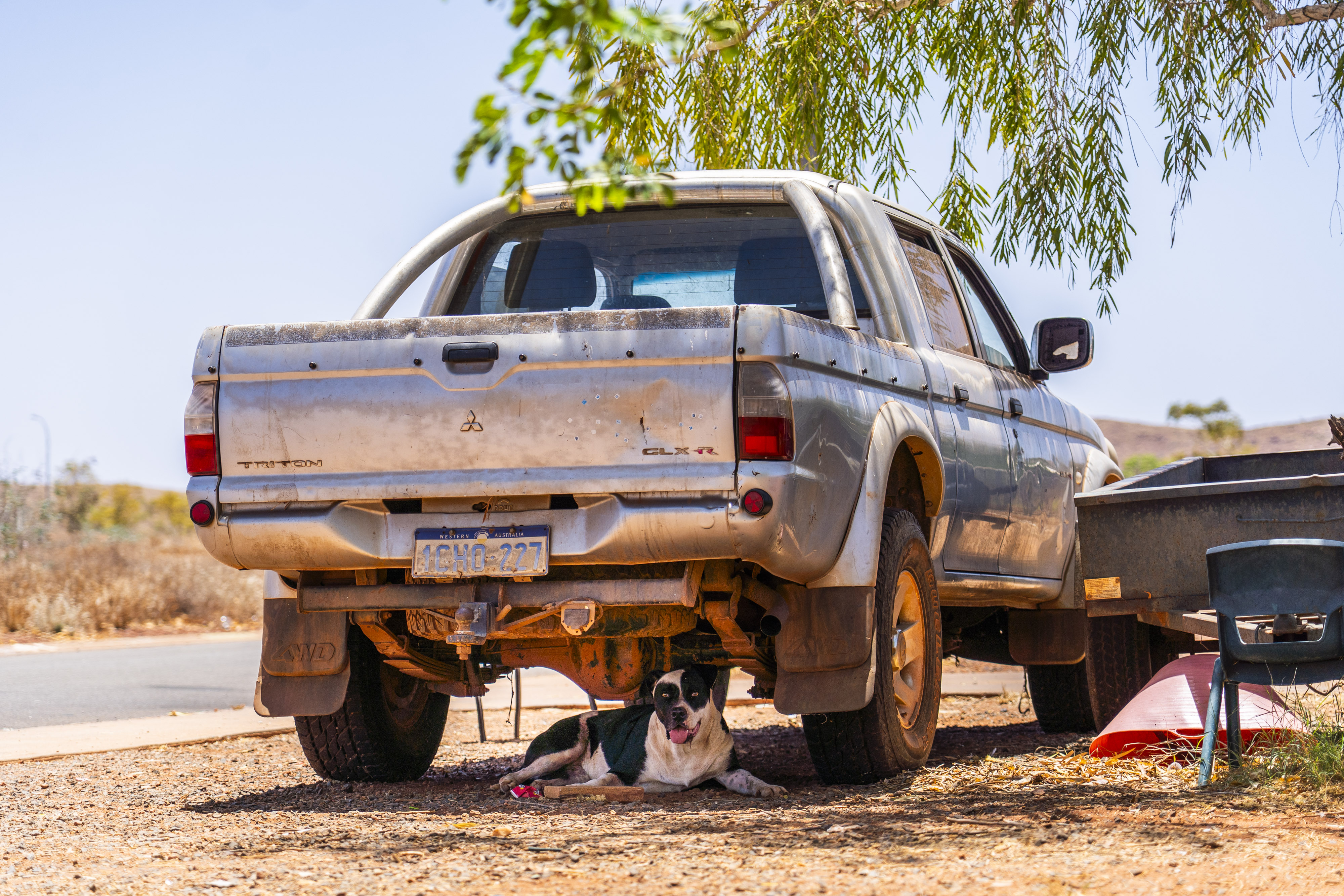 Um cachorro senta-se sob um ute em um dia ensolarado dentro de casa.