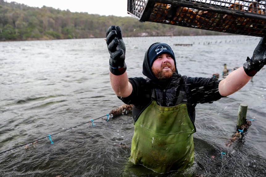 A man in the water wearing protective clothing catches an oyster basket