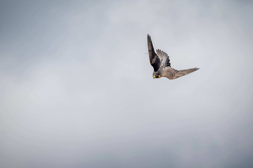 Peregrine Falcon