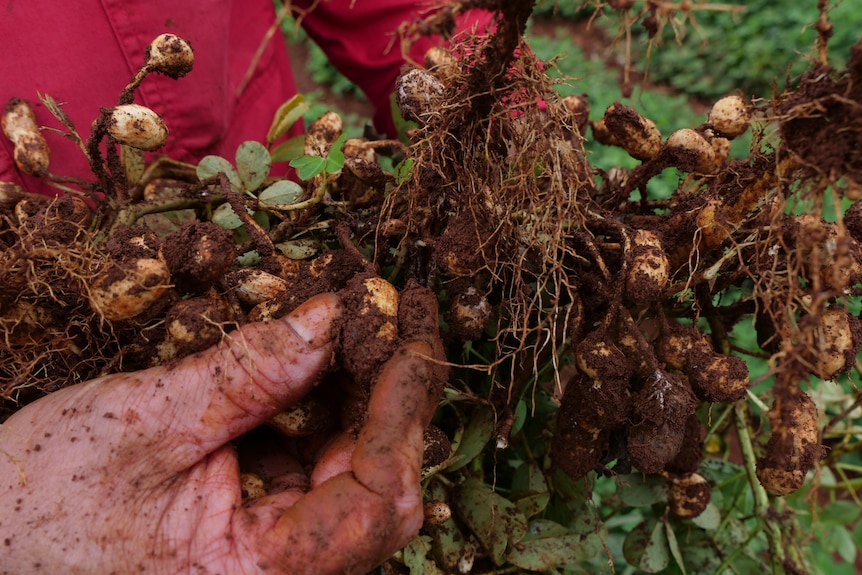 A farmer holding a peanut plant with dirty hands.