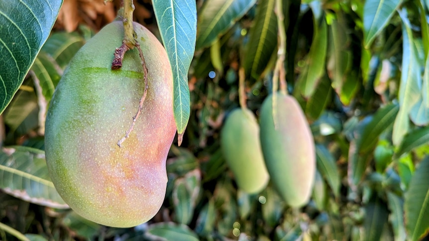 Green mangoes on a tree