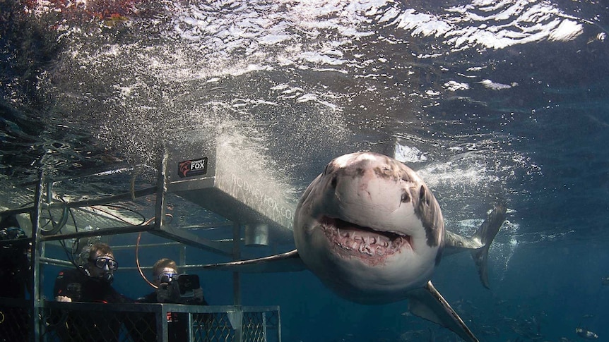 Cage-diving with a big shark