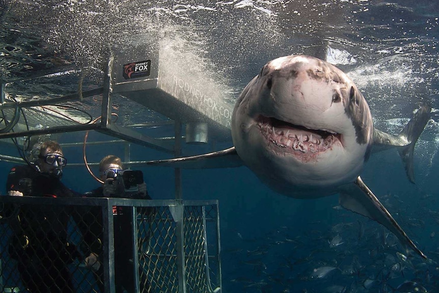 Cage-diving with a big shark