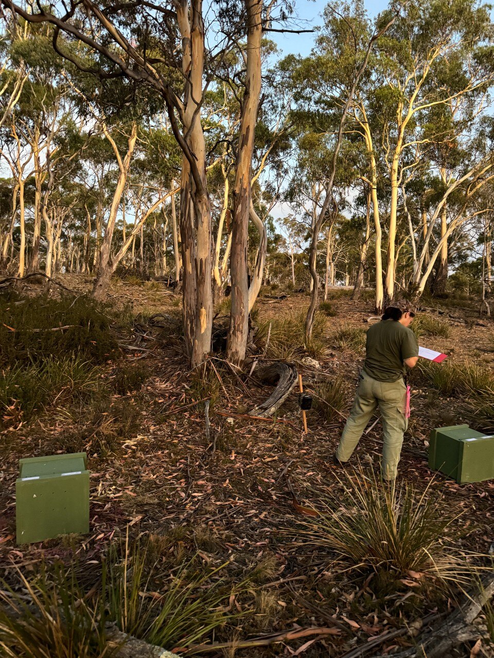 a lightly wooded Tasmanian landscape