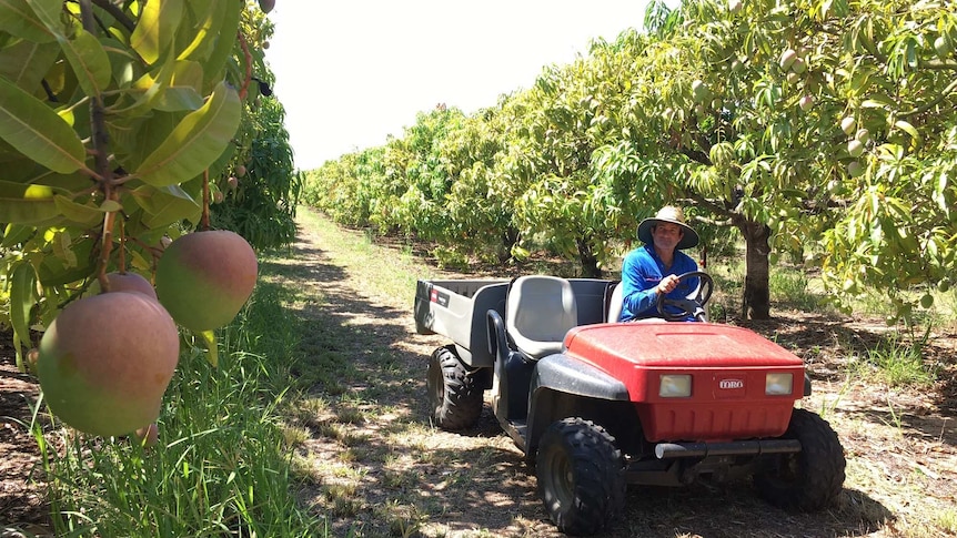 A mango grower drives down a row of mangoes on his all-terrain vehicle to inspect ripening fruit