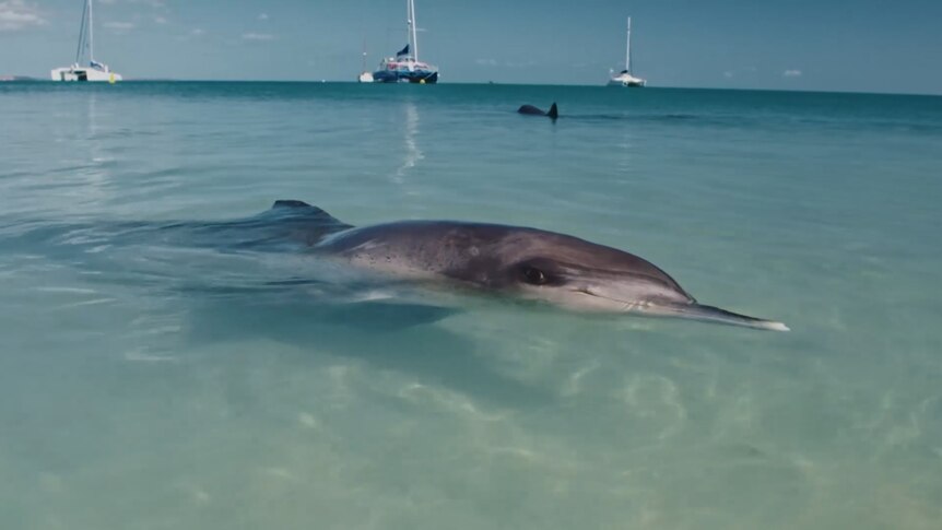 A dolphin in shallow water