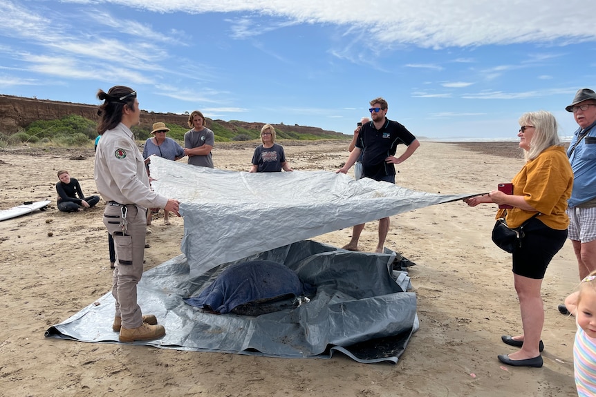 A group of people hold a tarp over a turtle on the beach