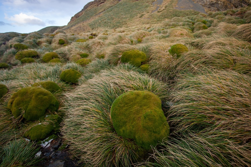 Tussocks of grass growing on a hill.