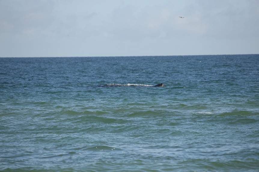 A drone gets close to a whale off Christies Beach.