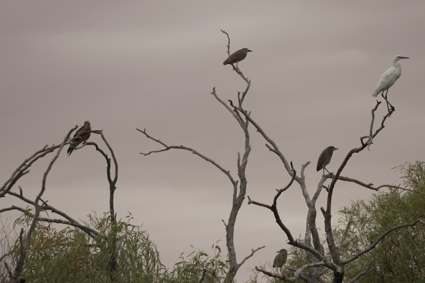 Birds flying in Channel Country sky