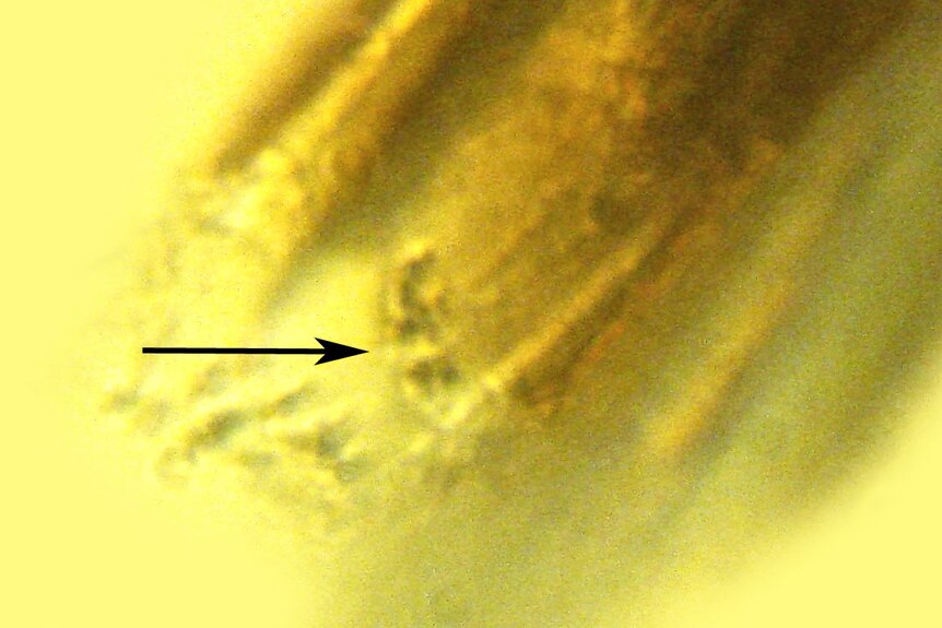 Close-up of bacteria on proboscis of ancient flea