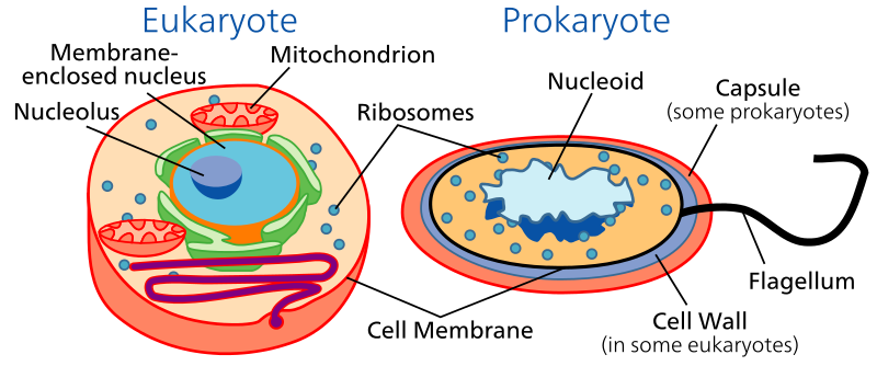 A diagram showing the difference between eukaryotic and prokaryotic cells.