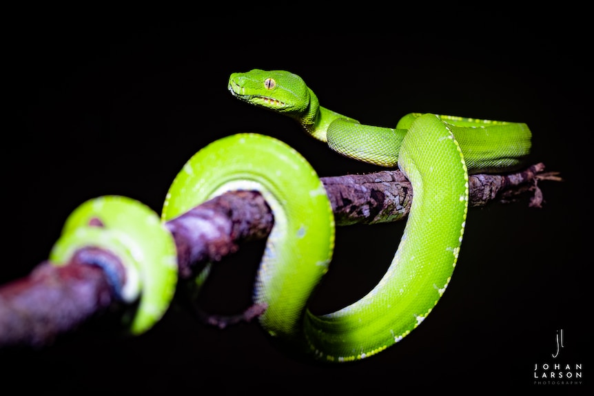 Green snake coiled around a branch