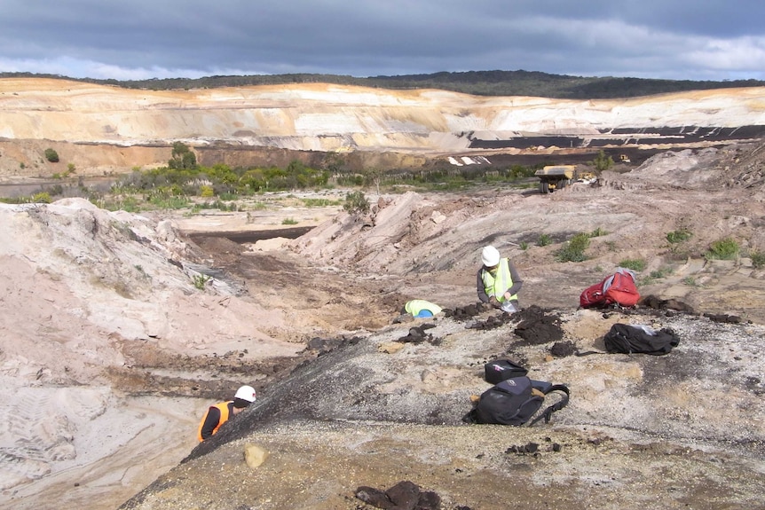 Fieldwork in the Anglesea Coal Measures, Alcoa Mine, Anglesea, Victoria, in search of amber, which abounds in high volumes here.