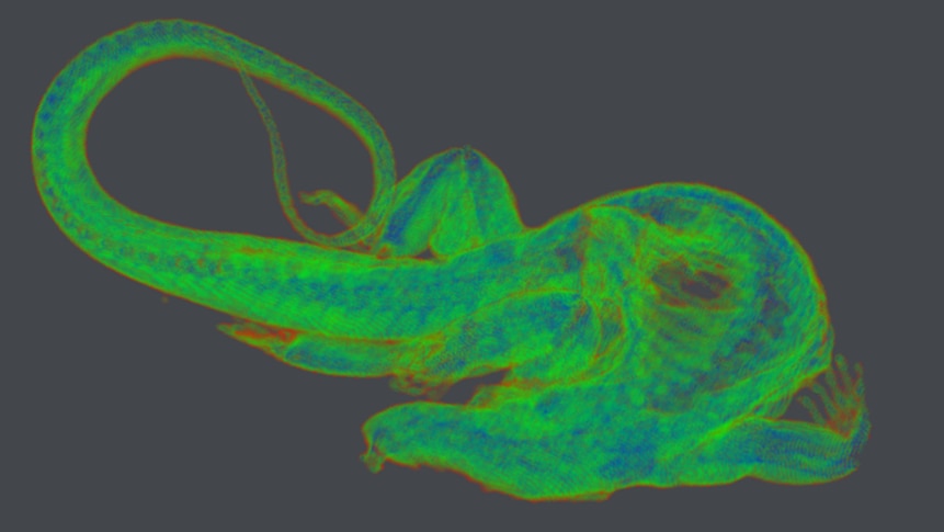 A bright green X-ray scan of an Australia Lace Monitor with a long tail clearly distinguishable.
