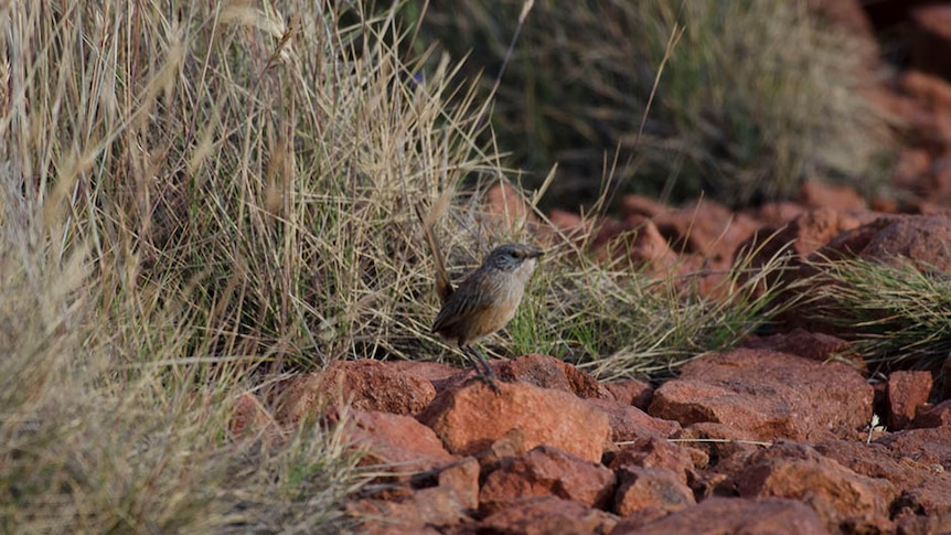 A small greyish brown bird stands on the rocky red ground, on the edge of a thick patch of spinifex grass