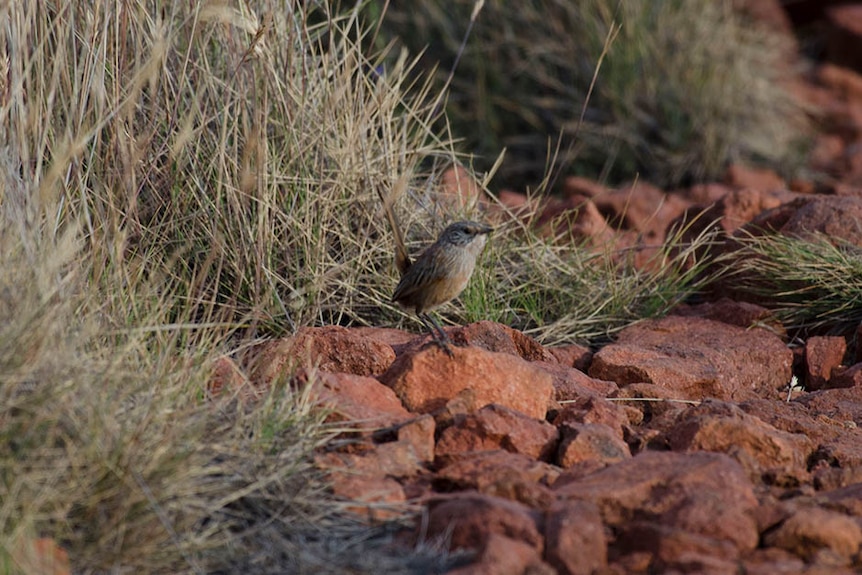 A small greyish brown bird stands on the rocky red ground, on the edge of a thick patch of spinifex grass