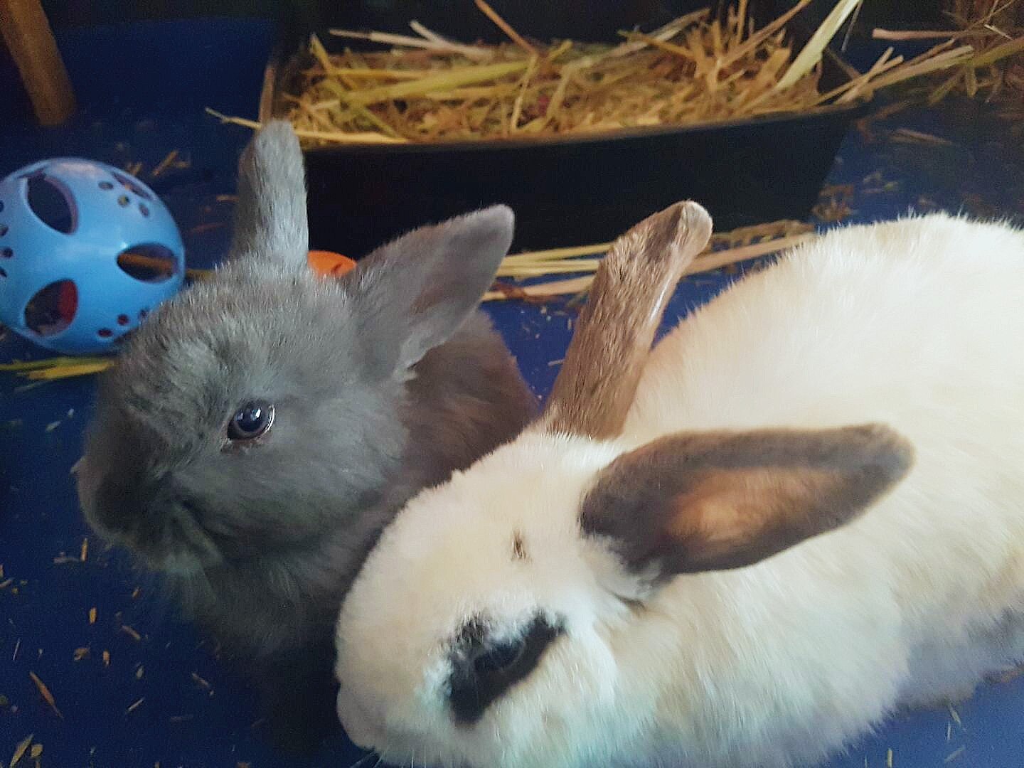 Rabbits, guinea pigs go wild in Perth suburbs amid concerns numbers ...