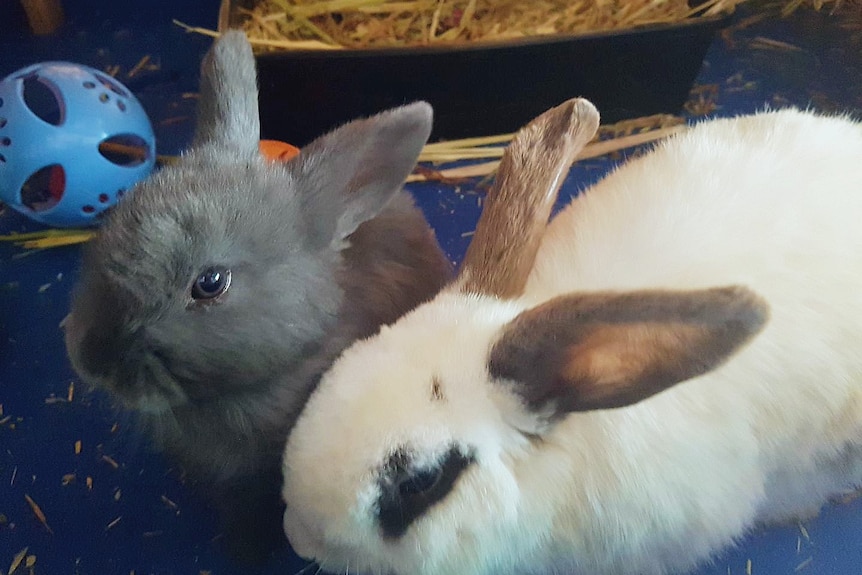 Two rescue bunnies inside