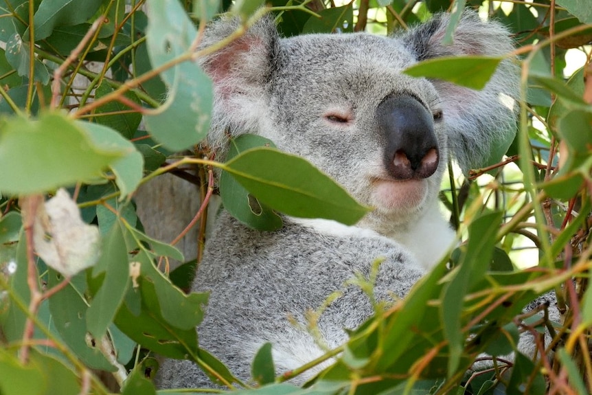 Close-up of a grey koala in a tree.